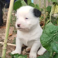 توله بردر کولی|سگ|تهران, سید خندان (جلفا)|دیوار