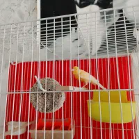 قناری|پرنده|شیروان (خراسان), |دیوار