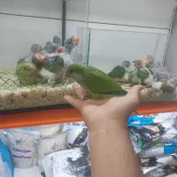 جوجه سرلاکی راهب گیرینچیک خورشیدی ملنگو شاه طوطی