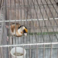 سهره جوجه قفس|پرنده|کرج, حصارک بالا|دیوار