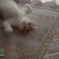 گربه گمشده محدوده شجاعی آوینی