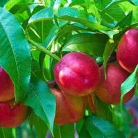 یک-هکتار-باغ-شلیل-7-ساله-فول-مکانیزه-با-امکانات