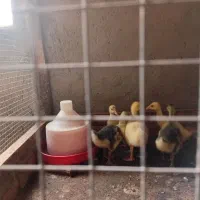 جوجه بوقلمون و قوغاز