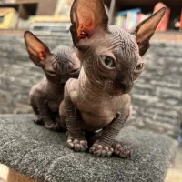 گربه اسفینکس بلو