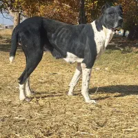 واگذاری ماده سگ 4 ساله|سگ|گیان, |دیوار