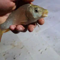 فروش بچه ماهی برای استخر