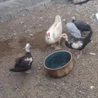 فروش اردک