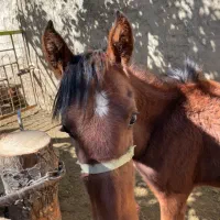 کره اسب مادیون|اسب و تجهیزات اسب‌سواری|الیگودرز, |دیوار