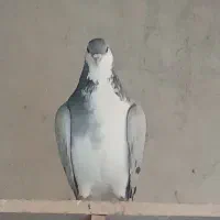 کبوتر دمگیر