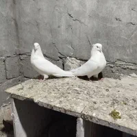 کبوتر سفید چشم نوک سفید