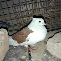 موتور 125سالم سالم. دوکت