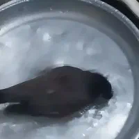 مینا|پرنده|چناران, |دیوار