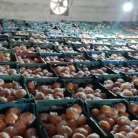 60تن پرتقال تامسون انباری فوق العاده|حراج|قائم‌شهر, |دیوار