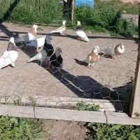 فروش کبوتر طوقی