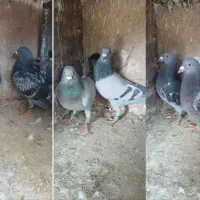 ۶ تا کفتر پولکی سبز دو خط