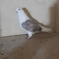 باسلام خدمت عشق بازا چنتاحیوون غریب گیری|پرنده|محمدشهر, محمدشهر|دیوار