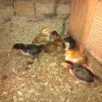 جوجه محلی کرچ شو