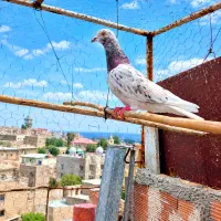 کبوتر.کفتر
