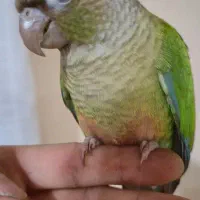 طوطی گرینچیک فول دستی اموزش دیده