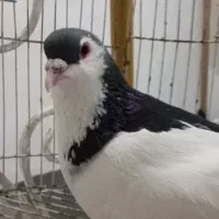 کبوتر