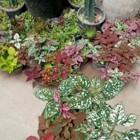 گل جدید|گل و گیاه طبیعی|سبزوار, قلعه‌نو دهزار|دیوار