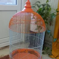 قفس عروس هلندی