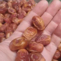 مضافتی بم و مردابسنگ و کلوته وزاهدی لوکس|خوردنی و آشامیدنی|مشهد, طبرسی شمالی|دیوار