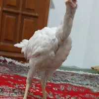 جوجه لاری سفید۴ ماهه ترک خالص ۳عدد خروس