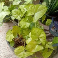 انواع گل زیر قسمت بازار