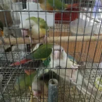 گرینچیک|پرنده|یزد, |دیوار