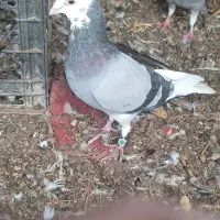 سبز شازده نر