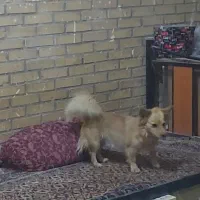 پامرروباهی باکلبه سگ