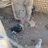 فروش خروس گلین درجه یک اصل