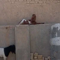 کهره داشتی نروماده