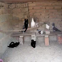 چند دعد کفتر