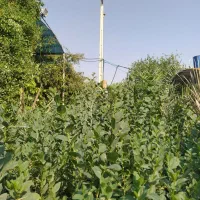 نهال کُنار