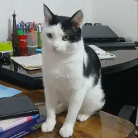 گربه