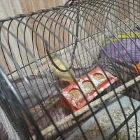 سه تا قناری