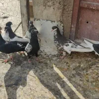 کفتر شهری بهبونی|پرنده|شیراز, سلطان آباد|دیوار