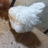 مرغ اورپینگتون-خروس کوشین|حیوانات مزرعه|تاکستان, |دیوار