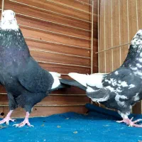 جفت رستاخیز|پرنده|تهران, نیروی هوایی (پیروزی)|دیوار