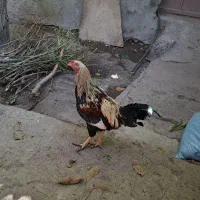 مرغ خروس