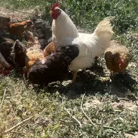 تخم مرغ محلی واقعی باغی