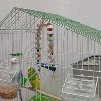 یک‌ جفت مرغ عشق