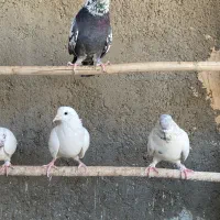 تعدادی کبوتر|پرنده|قم, آزادگان|دیوار