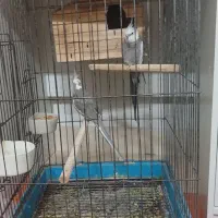 یک جفت عروس هلندی وایت فیس مولد