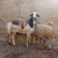 بره قوچ نامبروان