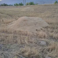 کاه|لوازم جانبی حیوانات|سراب باغ, |دیوار