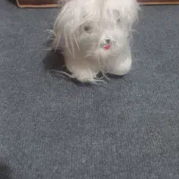 عروسک|اسباب‌‌بازی|خمینی‌شهر, |دیوار