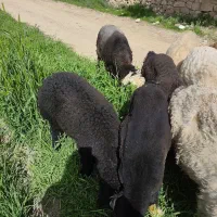 میش بره دار و بدون بره